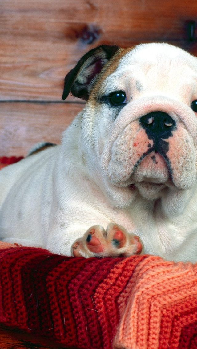 A Comfy Drawer Bulldog Puppy HD Wallpaper Backgrounds Dog Pictures